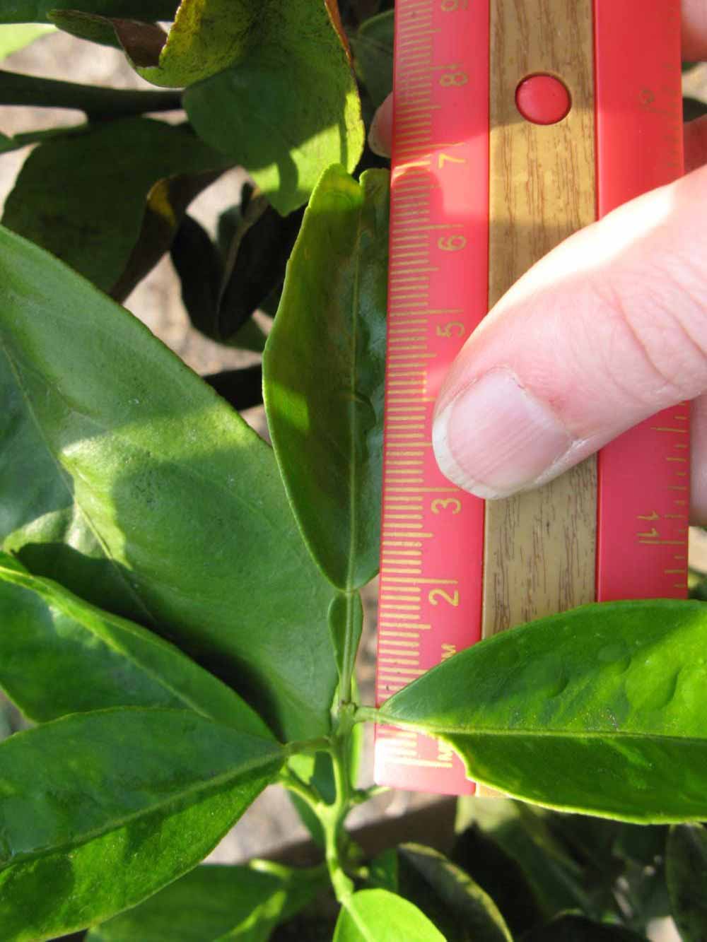            Unifoliolate leaf (Succari, Winter Haven, FL)   